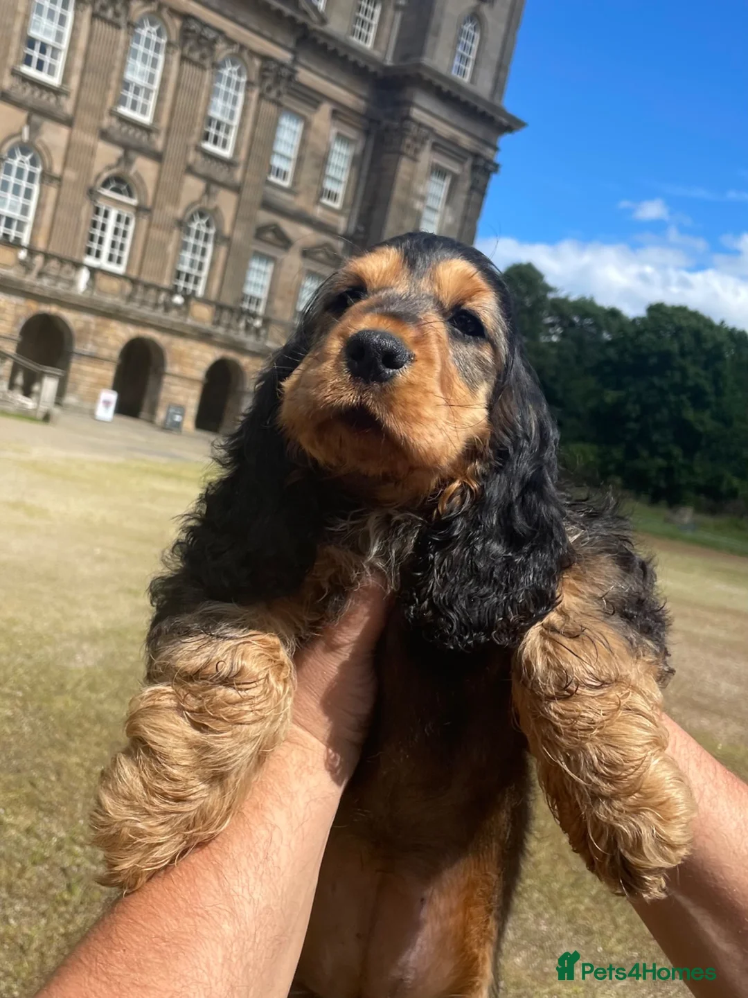 Cocker Spaniel dogs for sale: Show type cocker spaniel  in Banff - Advert 2