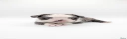 French Bulldog dogs for sale: Fluffy French Bulldogs - Advert 19