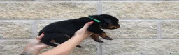 Rottweiler dogs for sale: Rottweiler Puppies  - Advert 17