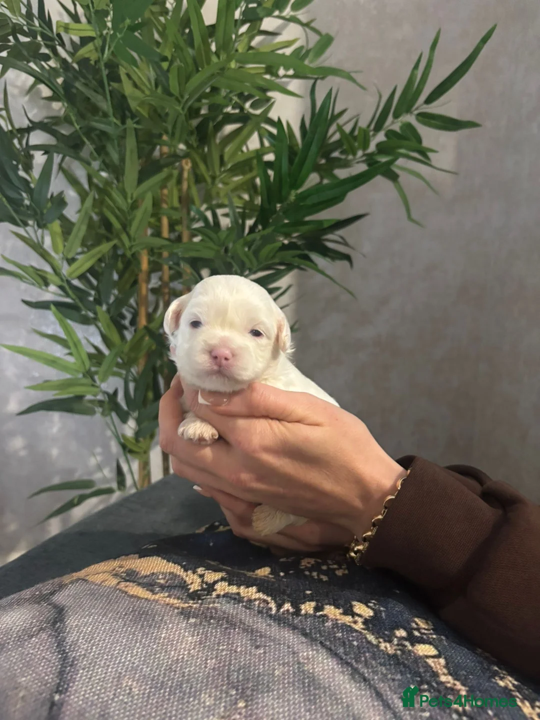 Shihpoo dogs for sale: Shih tzu X miniature poodle puppies - Advert 1