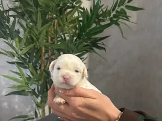 Shihpoo dogs Shih tzu X miniature poodle puppies - Advert 1