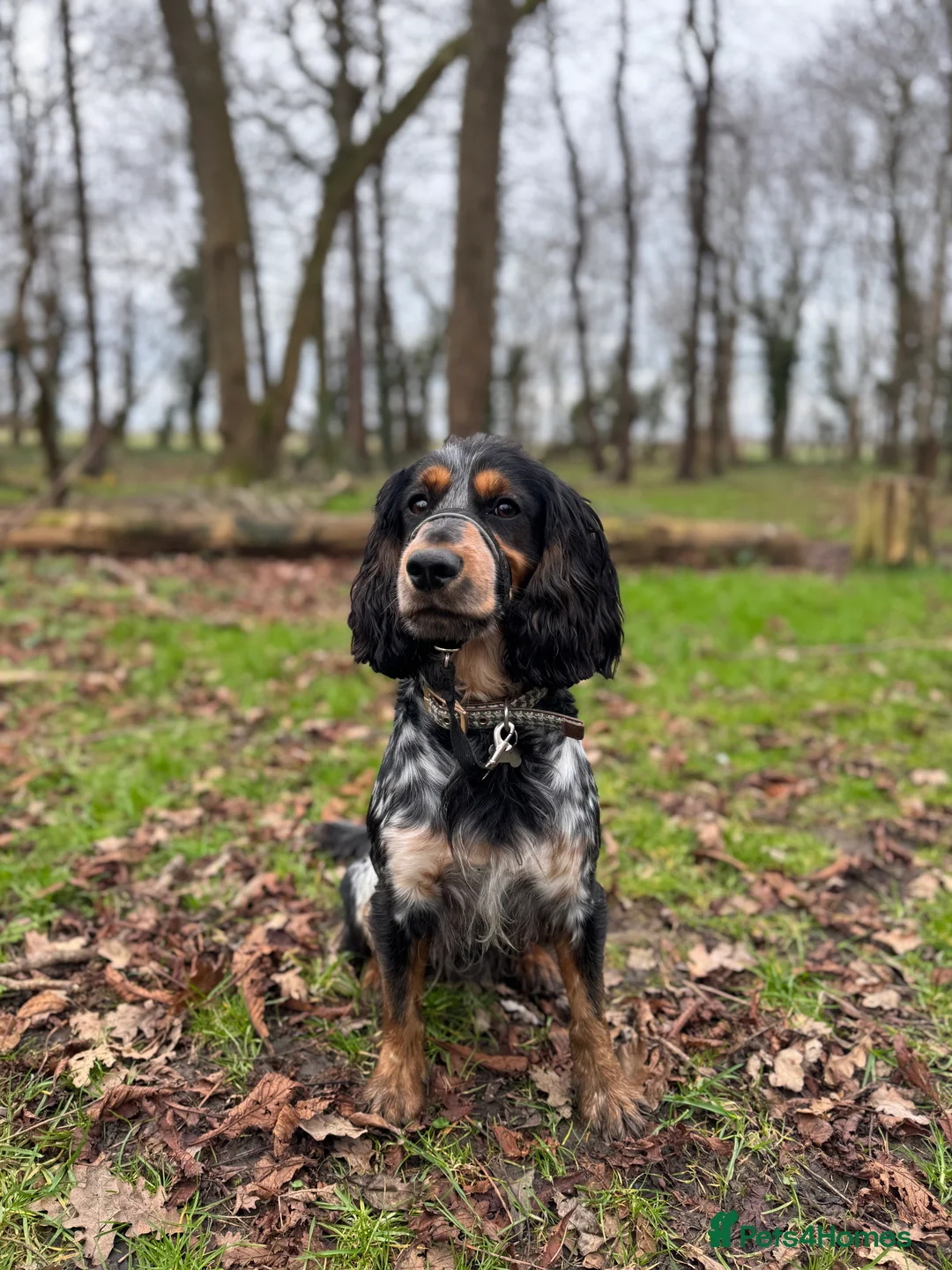 Cocker Spaniel dogs for stud: Blue roan and tan cocker spaniel for stud - Advert 2