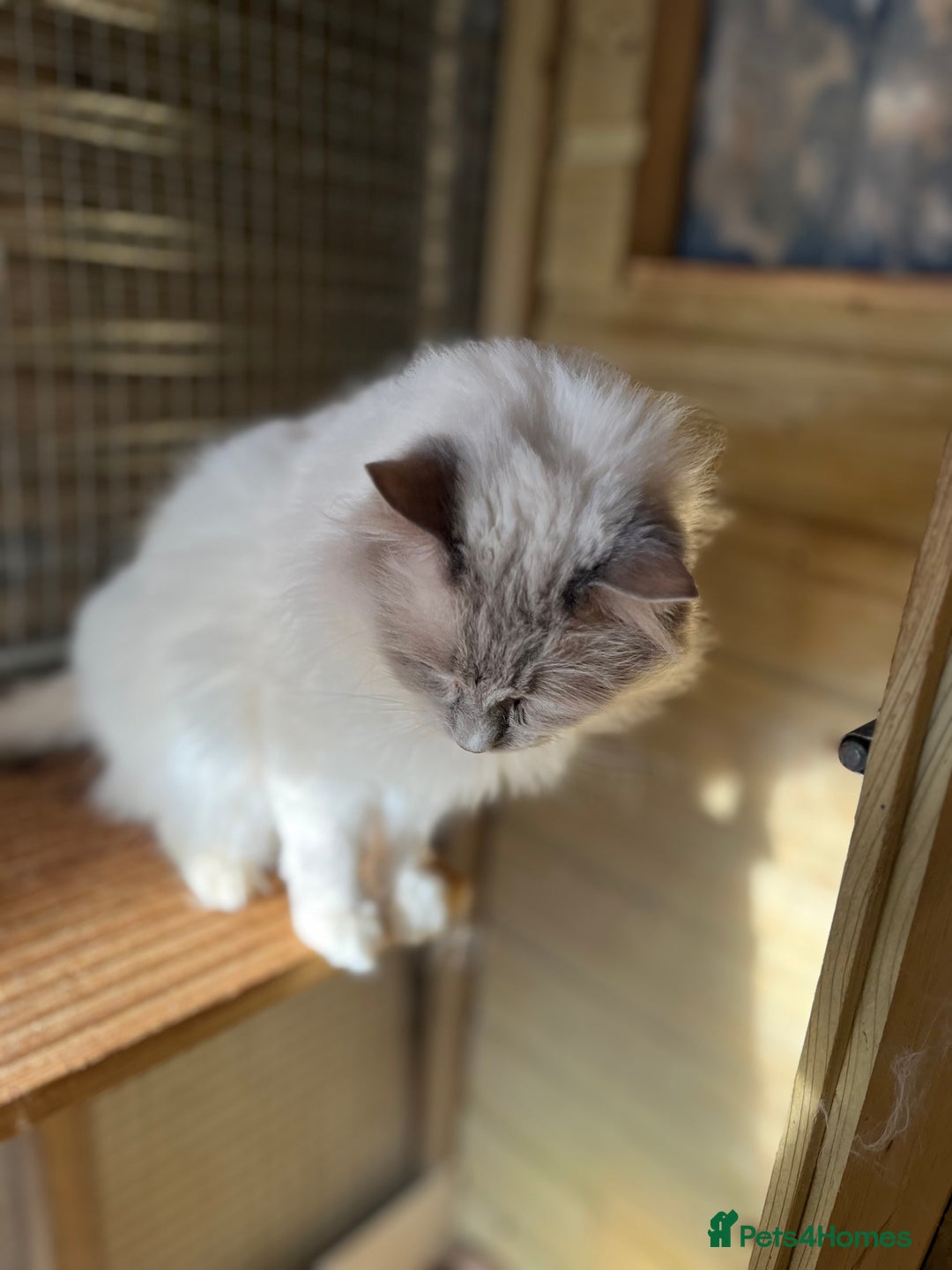 Ragdoll cats for sale: Adult male  ragdoll stud  - Advert 4