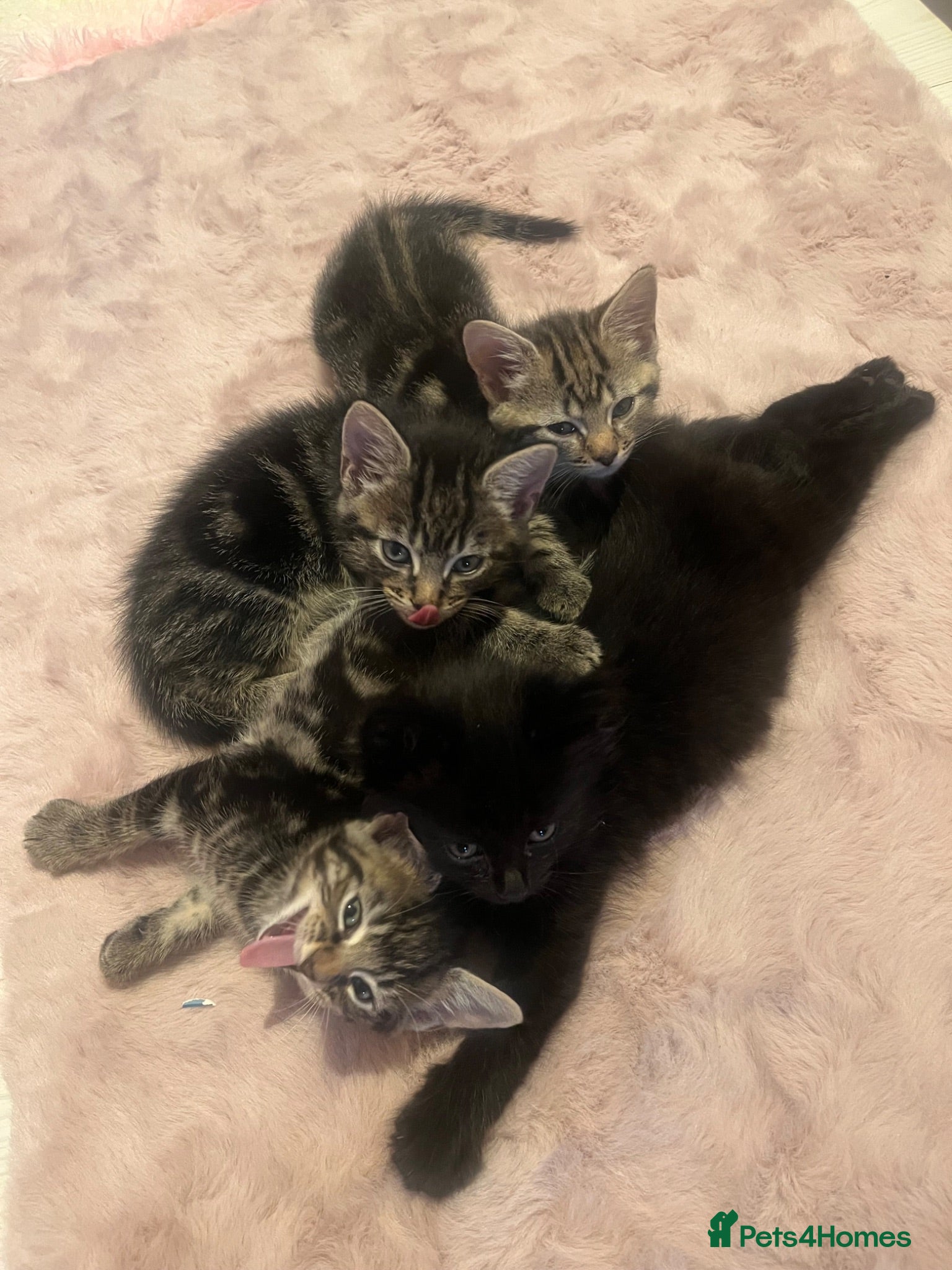 Mixed Breed cats Persian and tabby kittens - Advert 3