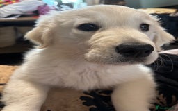 Golden Retriever dogs for sale: Beautiful Golden Retriever Puppy  - Image 1