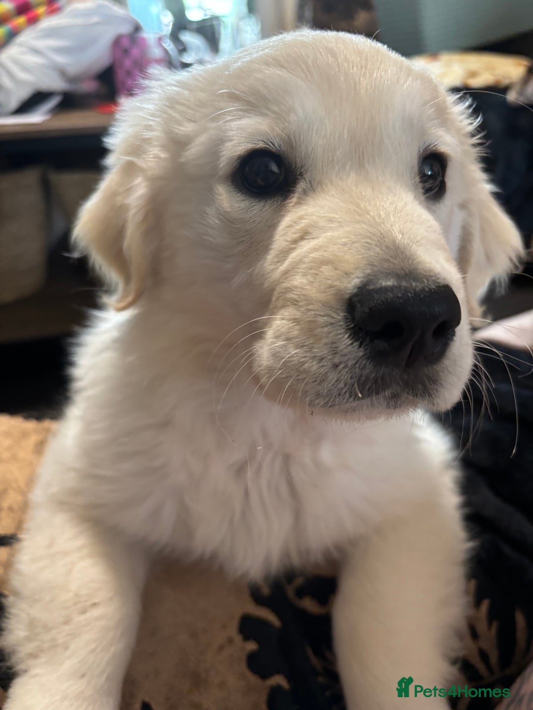 Golden Retriever dogs for sale: Beautiful Golden Retriever Puppy  - Image 1
