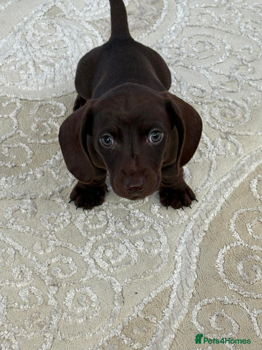 Miniature Dachshund dogs for sale: Kc registered smooth hair Miniature Dachshund’s - Advert 2