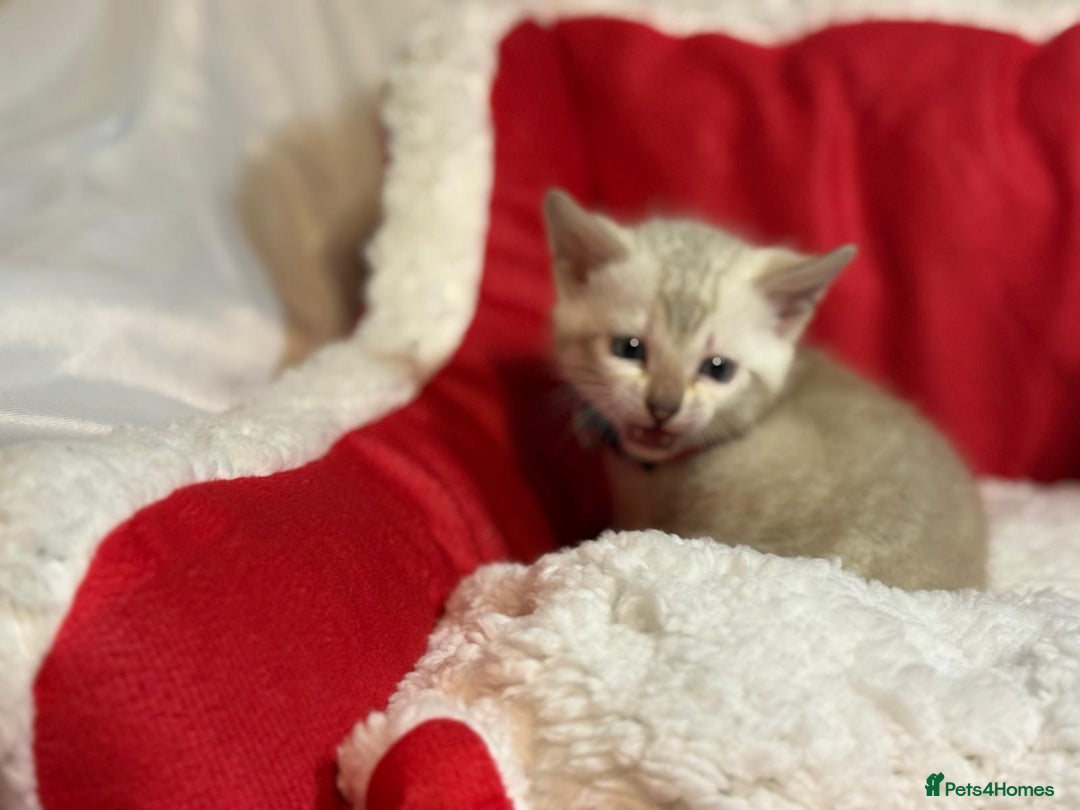 Bengal cats for sale: Bengal beauty  - Advert 9