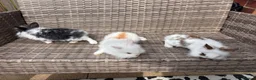 Lionhead rabbits for sale: Adorable Purebred Lionhead Bunny Babies - Advert 5