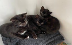 Mixed Breed cats for sale: 4 beautiful kittens looking new home 🩷 - Image 7