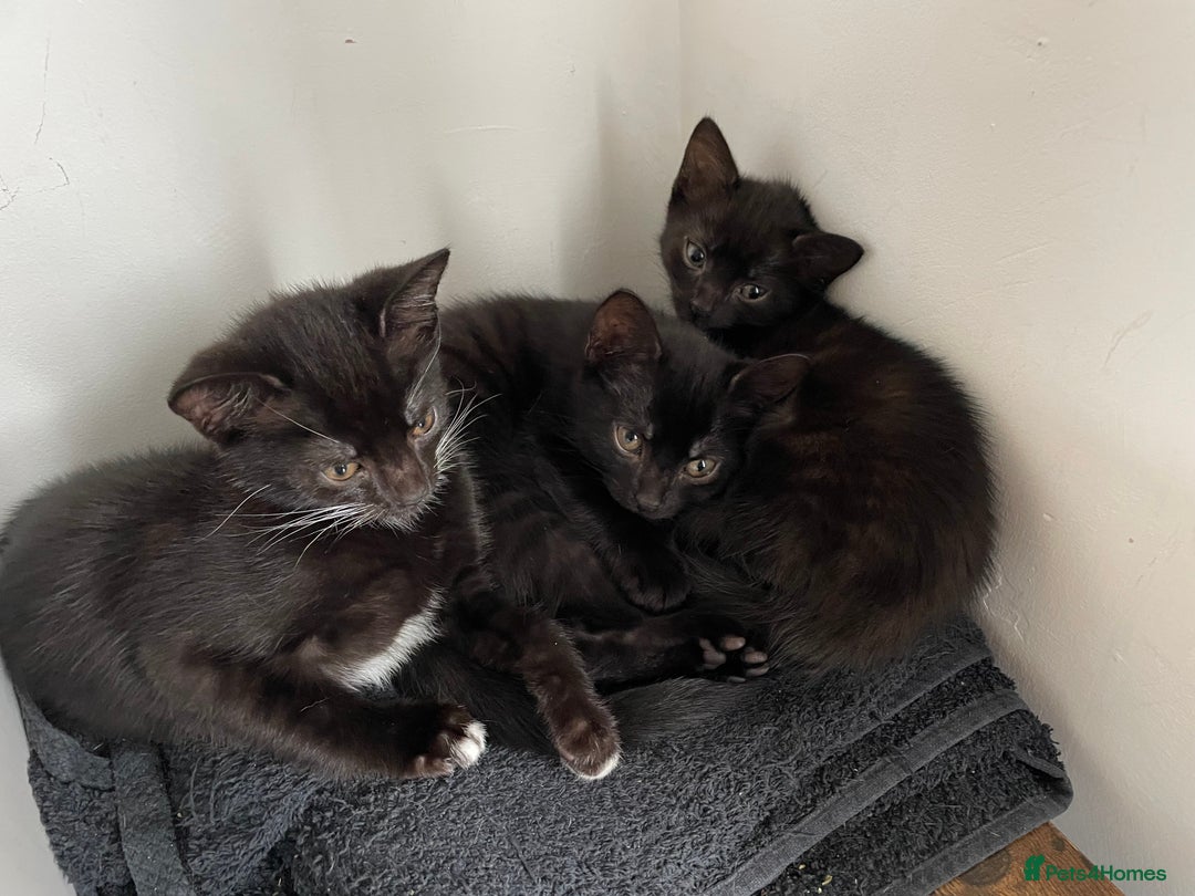 Mixed Breed cats for sale: 4 beautiful kittens looking new home 🩷 - Image 7