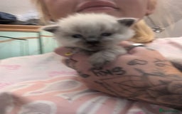 Ragdoll cats for sale: ragdoll kittens (only 1 boy left main picture) - Image 7