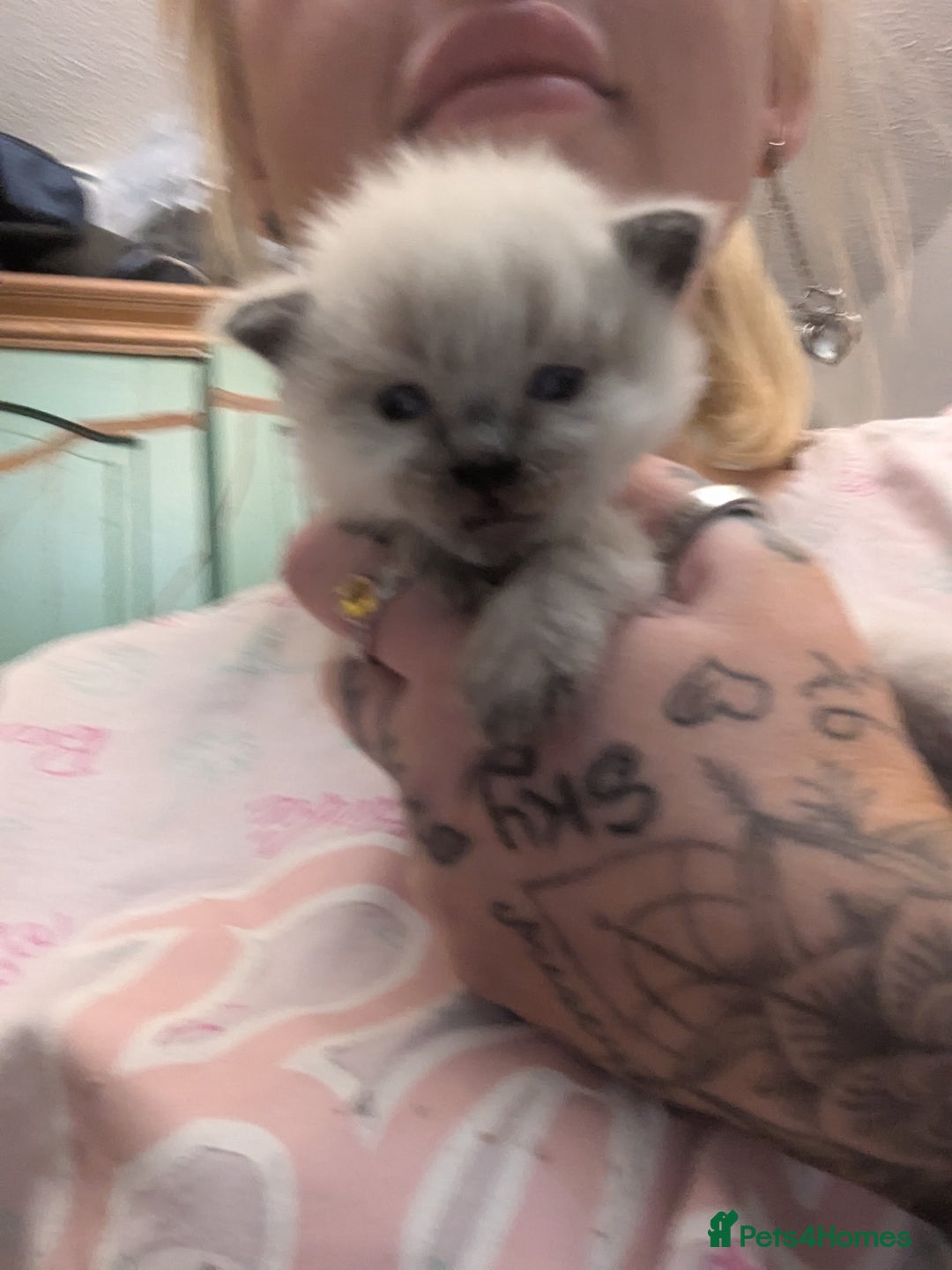 Ragdoll cats for sale: ragdoll kittens (only 1 boy left main picture) - Image 7