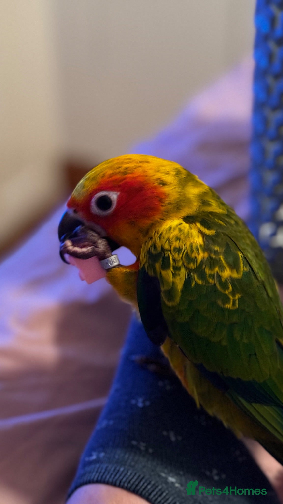 Conures birds Currently hand rearing 3 sun conures - Advert 1