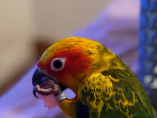 Conures birds Currently hand rearing 3 sun conures - Advert 1