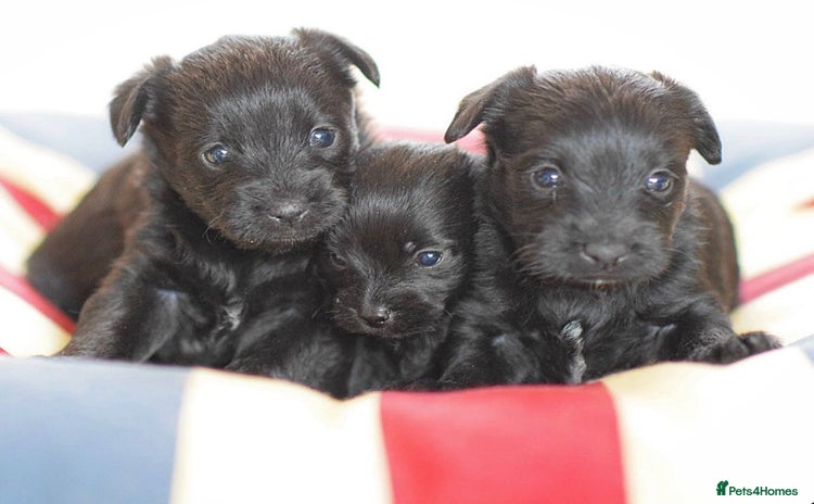 Mixed Breed dogs Council approved 5⭐️licensed breeder  - Advert 11