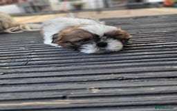 Shih Tzu dogs for sale: Lovely, most adorable, cutest puppy in town - Image 6