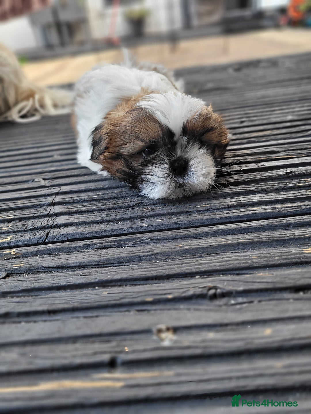 Shih Tzu dogs for sale: Lovely, most adorable, cutest puppy in town - Image 6
