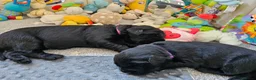 Newfoundland dogs for sale: Beautiful Newfoundland puppies  - Advert 25