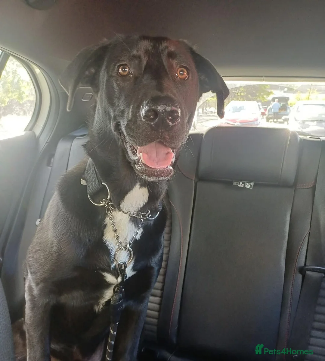 Labrador Retriever dogs for sale: Lab x rottweiler for sale - Advert 3