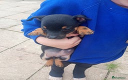 Jack Russell dogs for sale: ONE LAST GIRL READY NOW !!! Tiny Jack Russell - Image 4