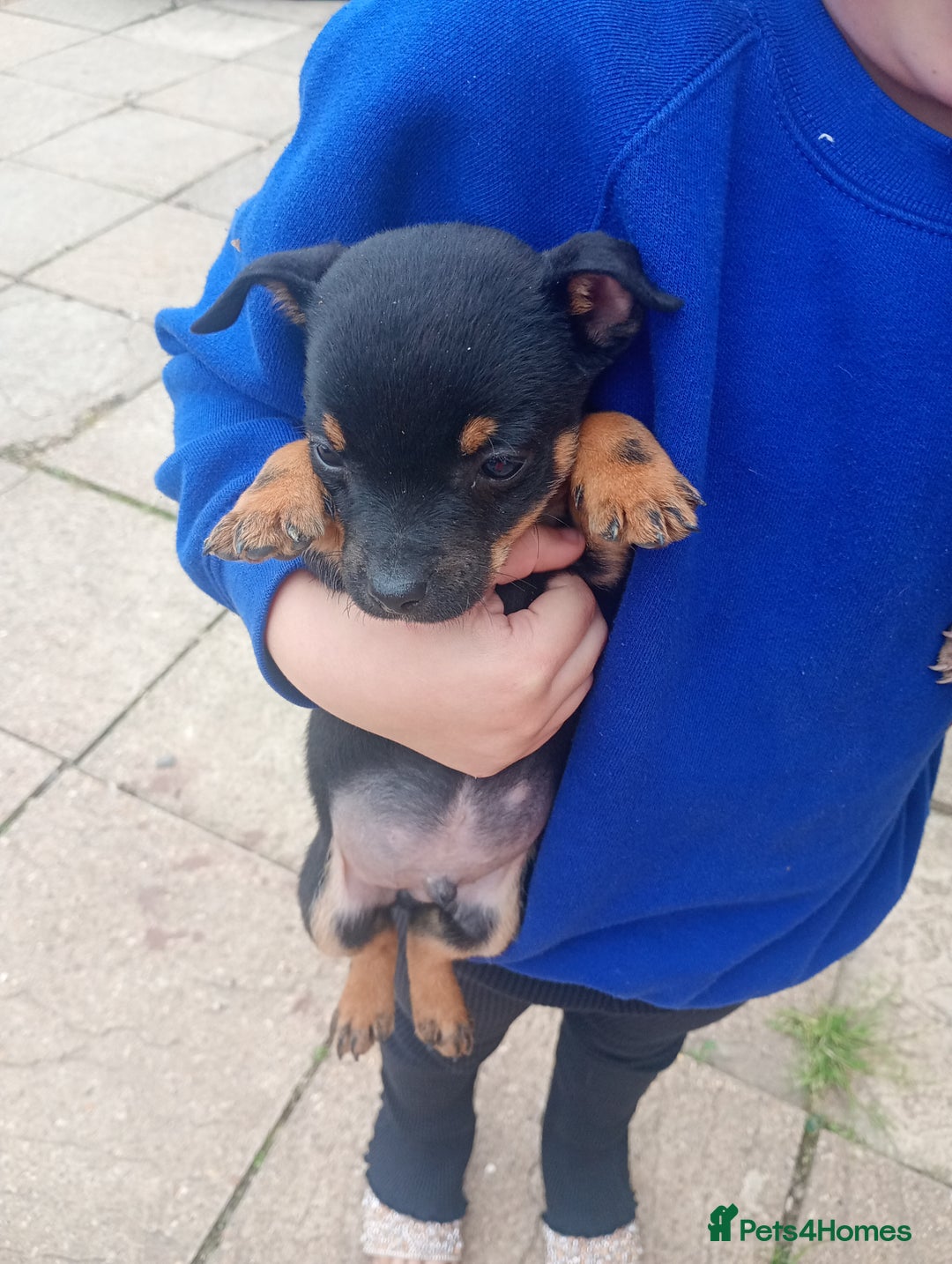 Jack Russell dogs for sale: ONE LAST GIRL READY NOW !!! Tiny Jack Russell - Image 4