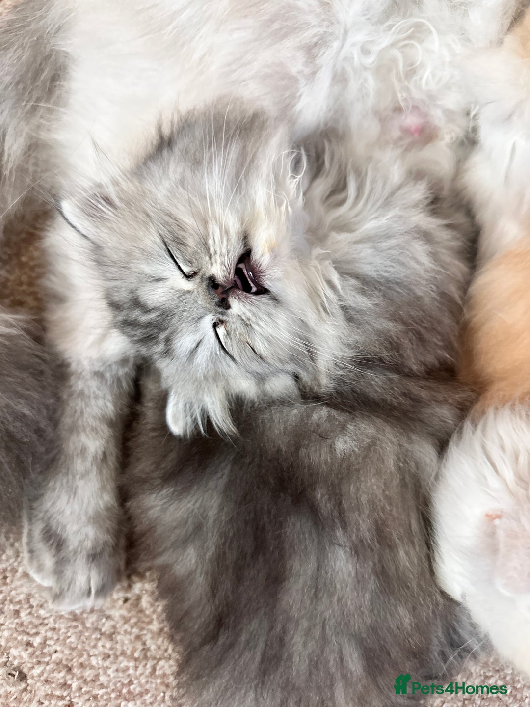 Persian cats for sale: 3 gorgeous, mischievous baby boys💙 - Advert 5