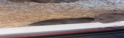 Rat rodents for sale: Baby rats  - Advert 5