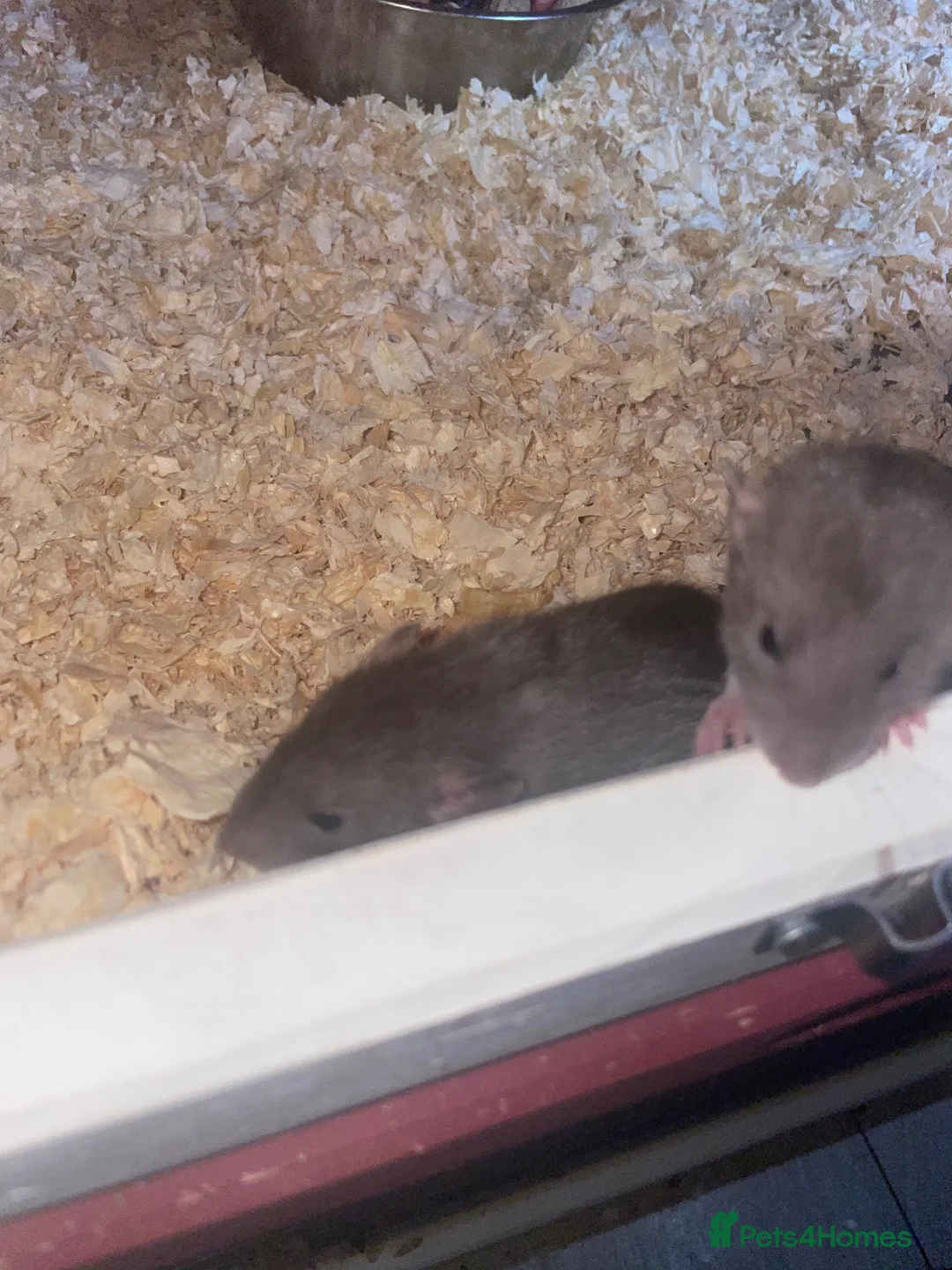 Rat rodents for sale: Baby rats  - Advert 5