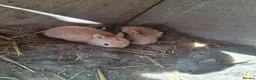 Mixed Breed rabbits for sale: Rabbits mixed - Advert 4