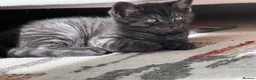 British Shorthair cats for sale: Stunningly beautiful British shorthair cross  in Wotton-under-Edge - Advert 6