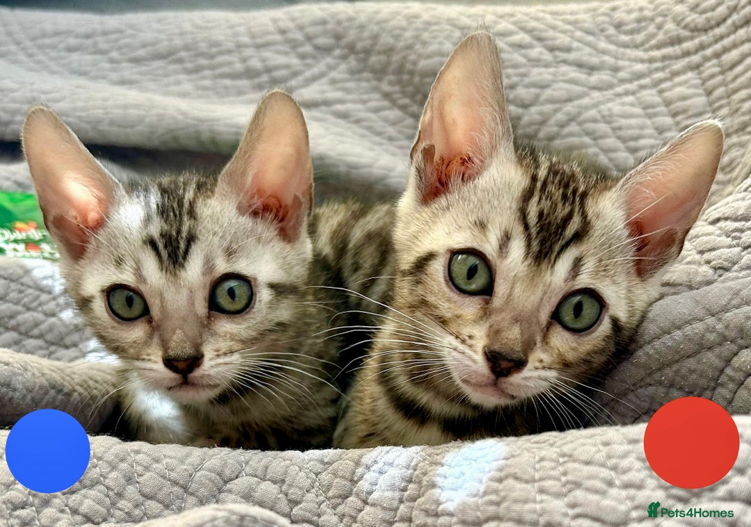 Bengal cats for sale: 5 Stunning Bengal girls ready for their new homes - Image 6