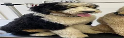 Bernedoodle dogs for sale: Gorgeous tri-colour Bernedoodle puppies  - Advert 5