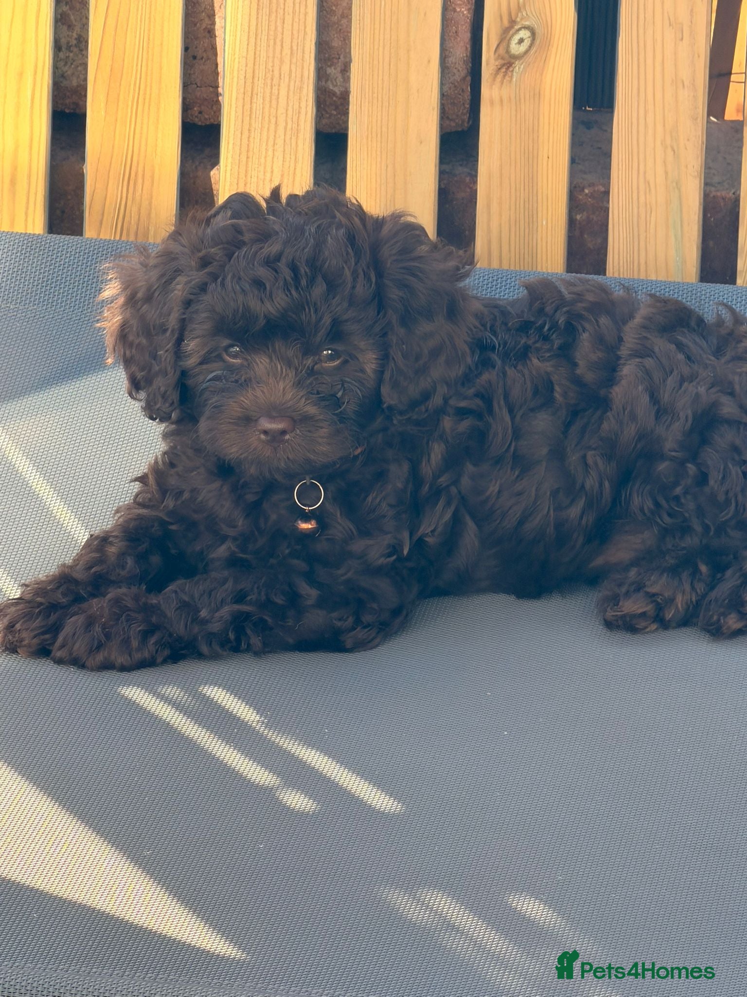 Cavapoo dogs Rare f1 cavapoo chocolate extensively health test  - Advert 3