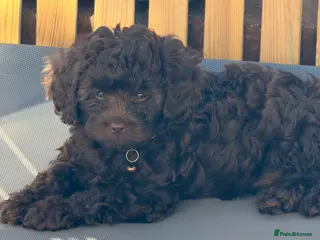 Cavapoo dogs Rare f1 cavapoo chocolate extensively health test - Advert 3