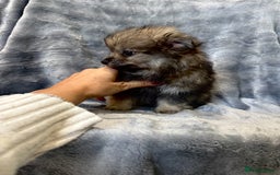 Pomeranian dogs for sale: Pomeranian Puppies BEAUTIFUL Ready Now  - Image 8