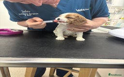 Cavalier King Charles Spaniel dogs for sale: Beautiful Blenheim King Charles cavalier puppies - Advert 14