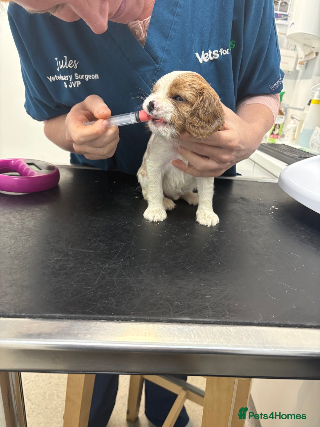 Cavalier King Charles Spaniel dogs for sale: Beautiful Blenheim King Charles cavalier puppies - Advert 14