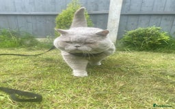Scottish Fold cats for sale: 🦉 TOP QUALITY TICA REG SCOTTISH FOLD🦉 - Image 11