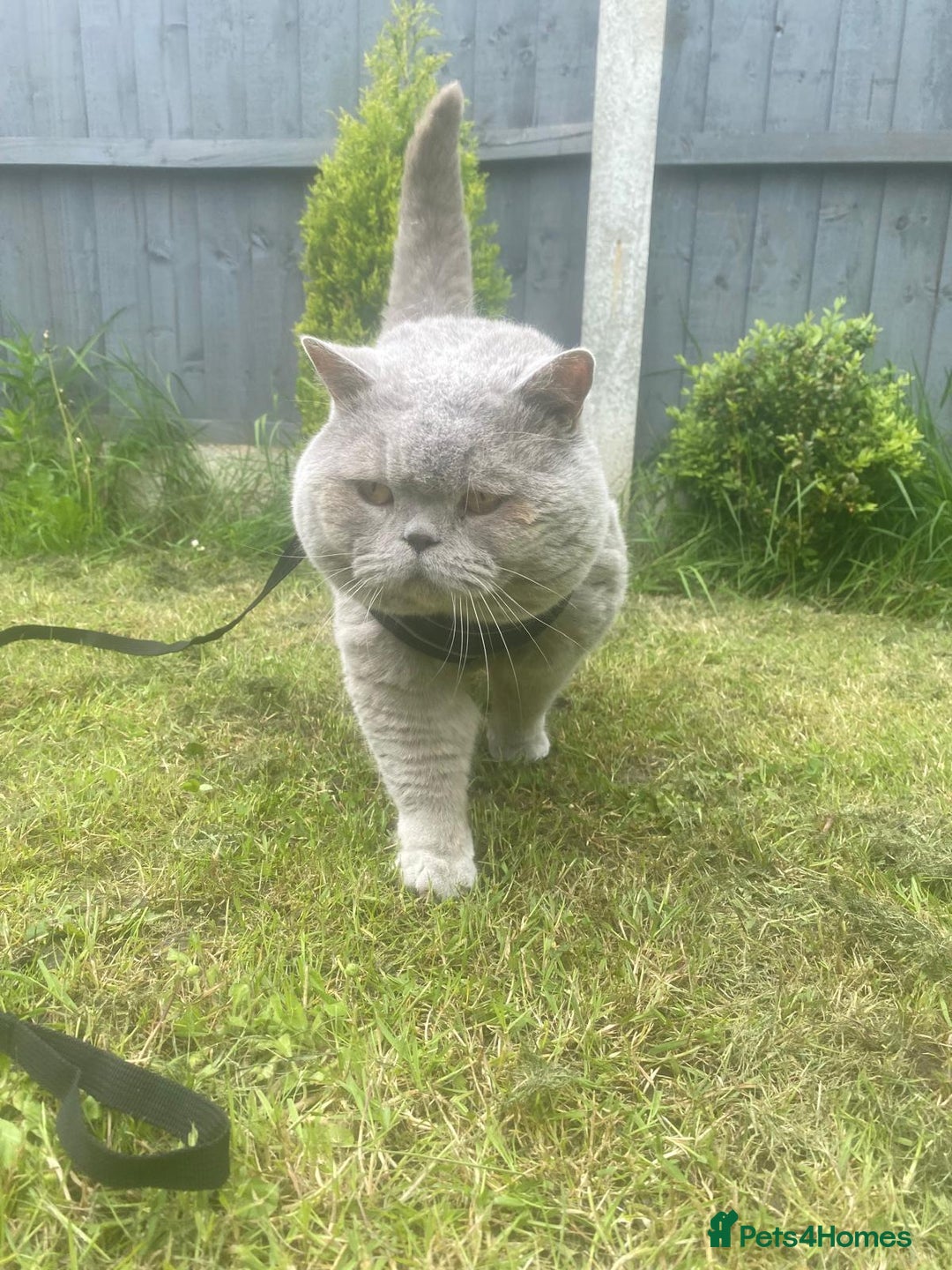 Scottish Fold cats for sale: 🦉 TOP QUALITY TICA REG SCOTTISH FOLD🦉 - Image 11