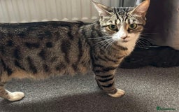 Mixed Breed cats for sale: Beautiful kittens  - Image 3