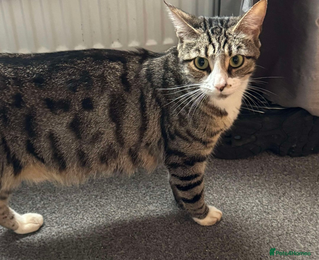 Mixed Breed cats for sale: Beautiful kittens  - Image 3