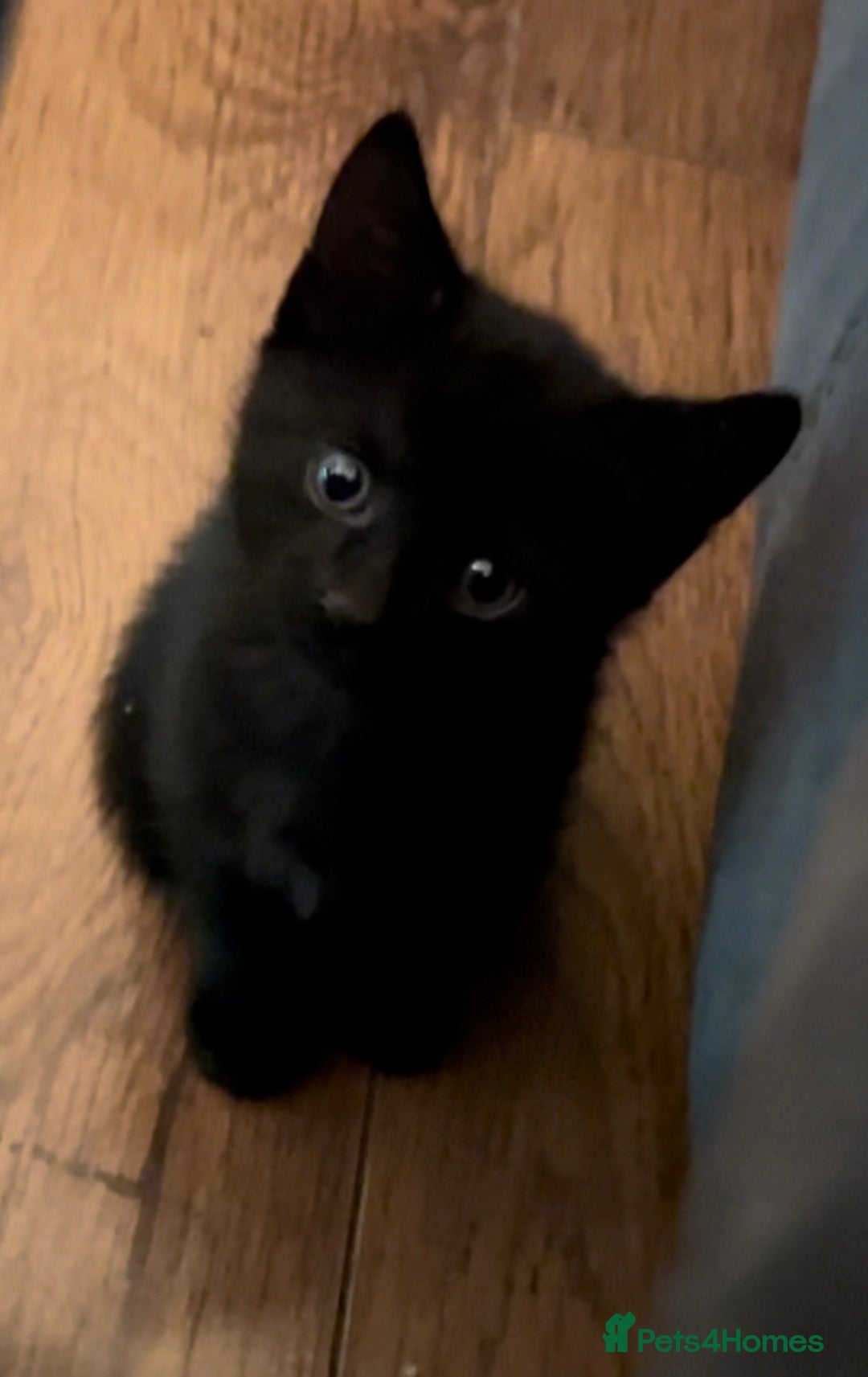 Mixed Breed cats for sale: Cuddle Puddle - Image 6