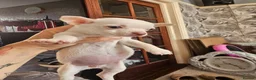 Chihuahua dogs for sale: 2 female chihuahua  in Morecambe - Advert 1