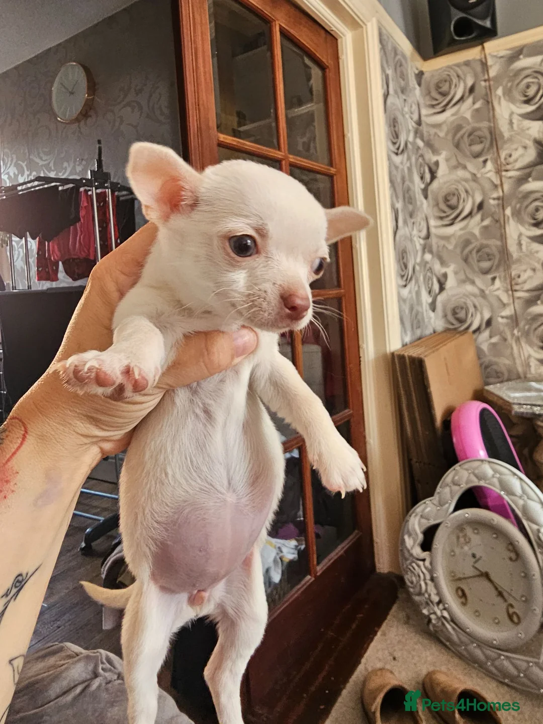 Chihuahua dogs for sale: 2 female chihuahua  in Morecambe - Advert 1