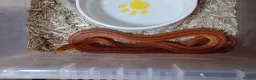 Corn Snake reptiles for sale: Bullsnakes and Cornsnakes  in Stockport - Advert 6