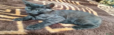 Maine Coon Kitten 6
