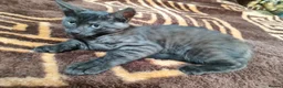 Maine Coon cats for sale: Beautiful Maincoon cross kittens  - Advert 11