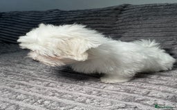 Maltese dogs for sale: Maltese One BoY  - Image 2