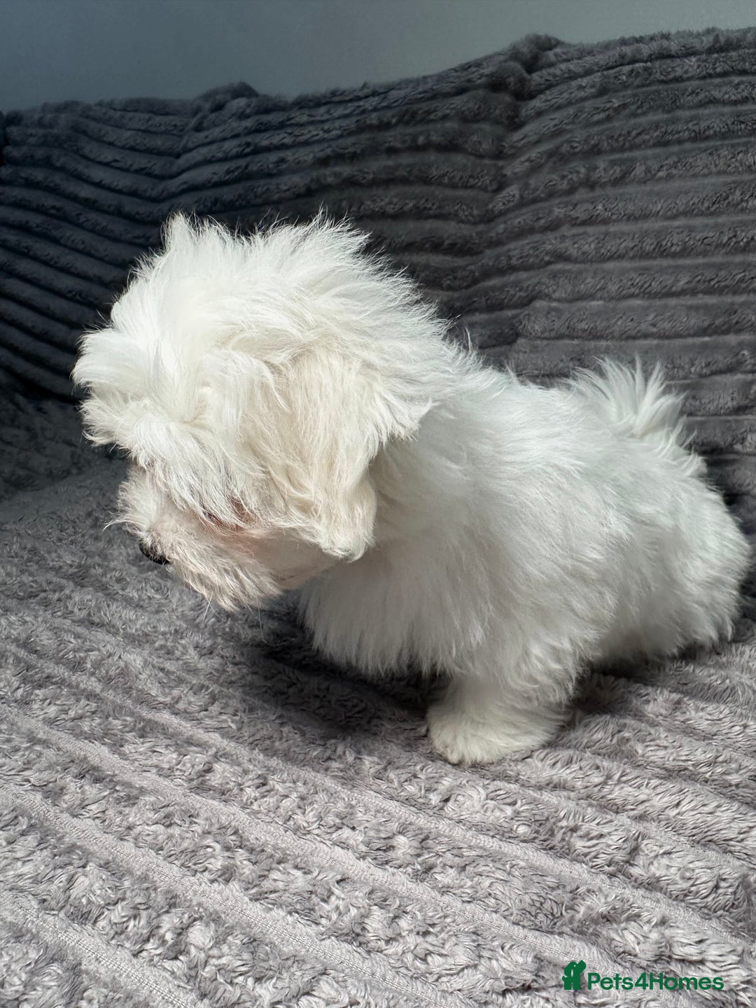 Maltese dogs for sale: Maltese One BoY  - Image 2